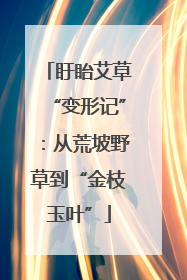 盱眙艾草“变形记”：从荒坡野草到“金枝玉叶”
