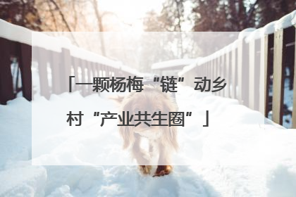 一颗杨梅“链”动乡村“产业共生圈”