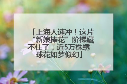 上海人速冲！这片“新娘捧花”阶梯藏不住了，近5万株绣球花如梦似幻