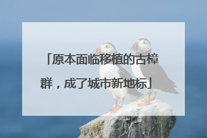 原本面临移植的古樟群，成了城市新地标
