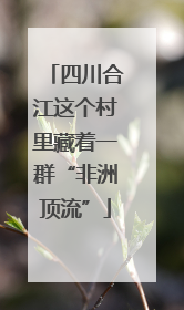 四川合江这个村里藏着一群“非洲顶流”