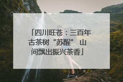 四川旺苍：三百年古茶树“苏醒” 山间飘出振兴茶香