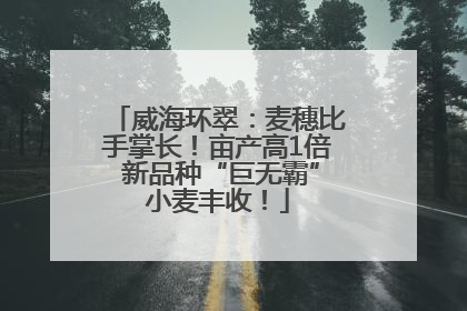 威海环翠：麦穗比手掌长！亩产高1倍 新品种“巨无霸”小麦丰收！