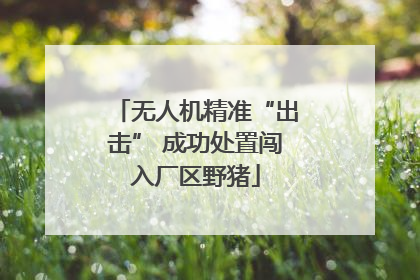 无人机精准“出击” 成功处置闯入厂区野猪