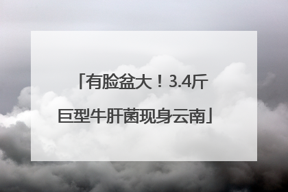 有脸盆大！3.4斤巨型牛肝菌现身云南