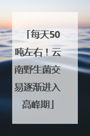 每天50吨左右！云南野生菌交易逐渐进入高峰期