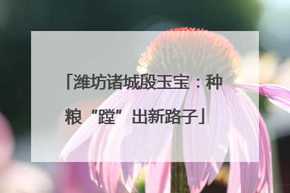 潍坊诸城殷玉宝：种粮“蹚”出新路子
