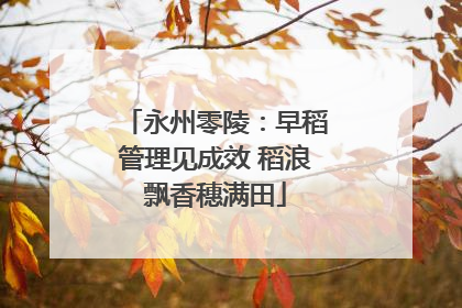永州零陵：早稻管理见成效 稻浪飘香穗满田