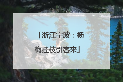 浙江宁波：杨梅挂枝引客来
