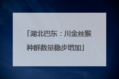湖北巴东：川金丝猴种群数量稳步增加