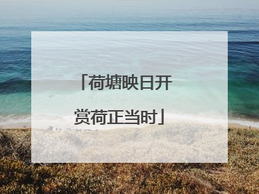 荷塘映日开 赏荷正当时