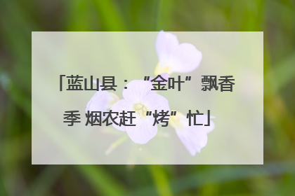 蓝山县：“金叶”飘香季 烟农赶“烤”忙