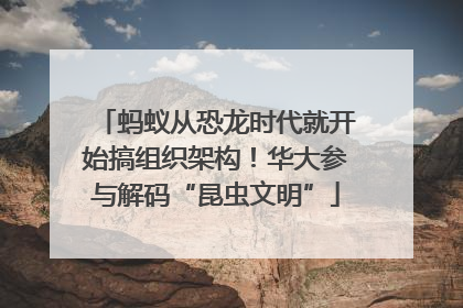 蚂蚁从恐龙时代就开始搞组织架构！华大参与解码“昆虫文明”