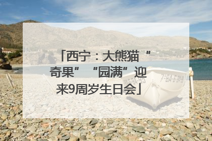 西宁：大熊猫“奇果”“园满”迎来9周岁生日会