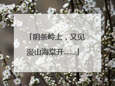阴条岭上，又见漫山海棠开……