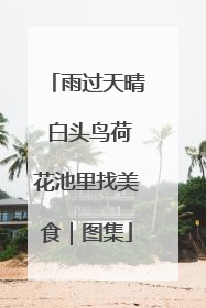 雨过天晴 白头鸟荷花池里找美食｜图集